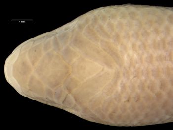 Media type: image;   Herpetology R-26584 Aspect: head dorsal